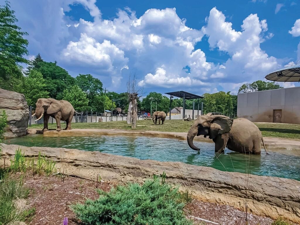 elephants at Milwaukee County Zoo family free day Wisconsin