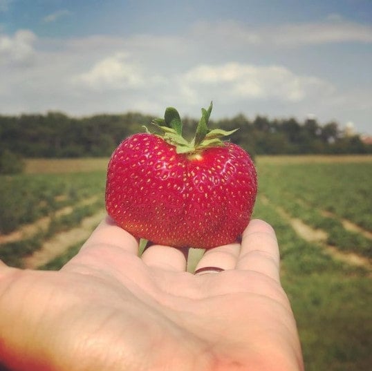 strawberry field at Apple Barn and Winery Elkhorn Wisconsin