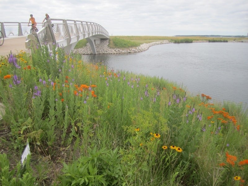 fall wildflowers in autumn at Lakeshore State Park Milwaukee Wisconsin