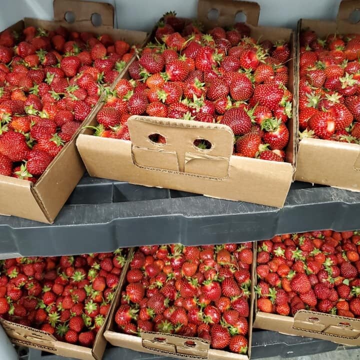 crates flats of strawberries at Jelli's Market in Helenville Wisconsin