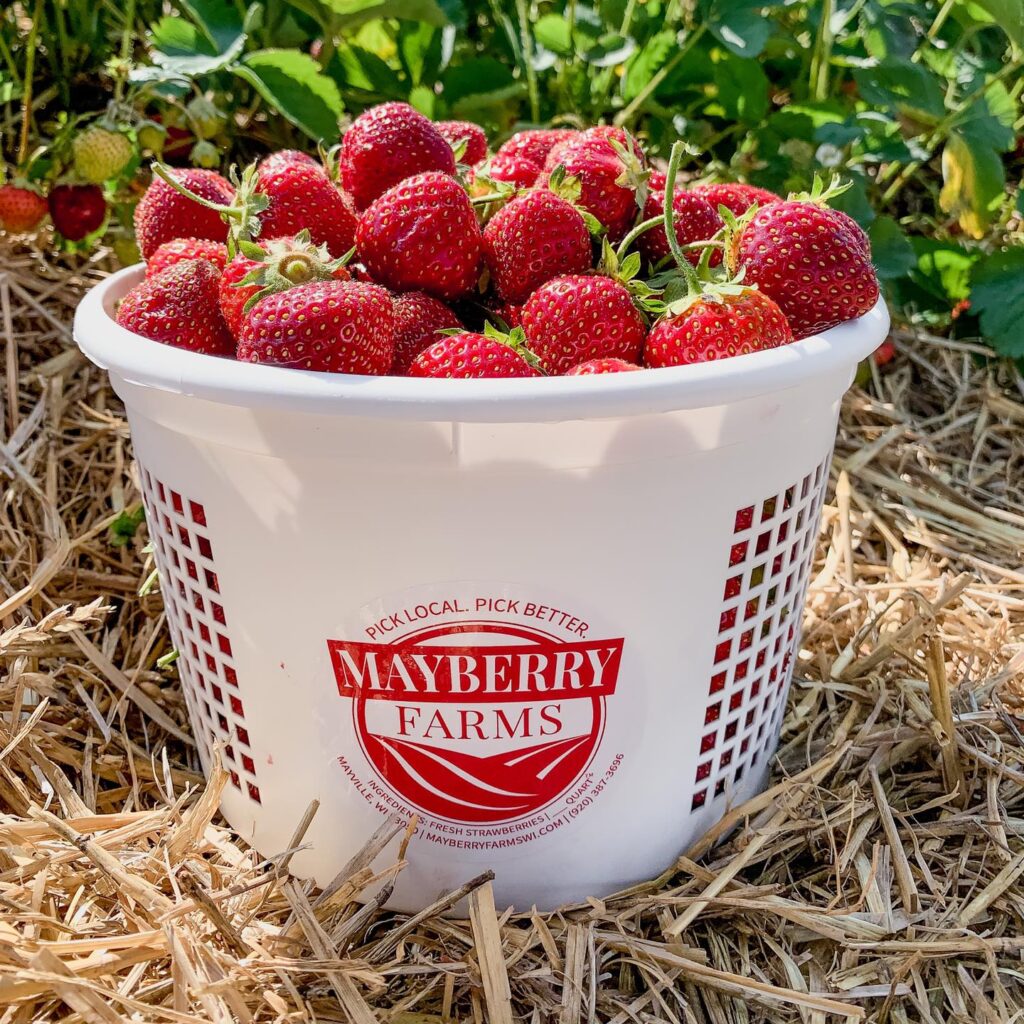 bucket of strawberries at Mayberry Farms Mayville Wisconsin