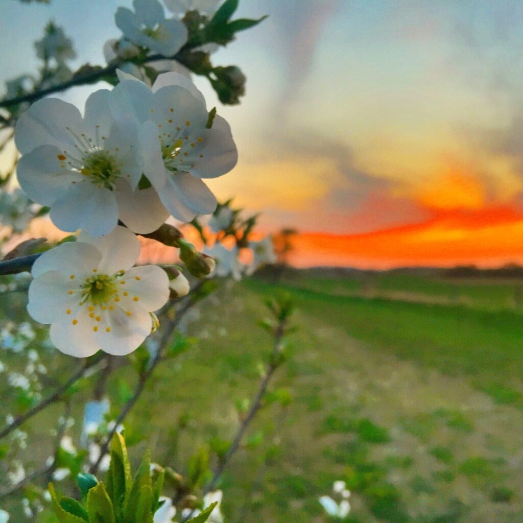 Cherry blossom tree at Steffens Cherry Orchard